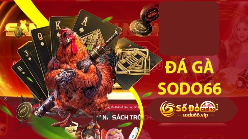 Sodo66 cung cấp nhiều trận đá gà cựa sắt ăn tiền kịch tính 